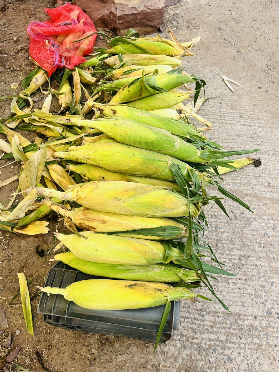 sidd_sharma01's tweet photo. Good Weather, Drive, Music โ๏ธ๐๐ถ๐ธ
And Seasonโs First ๐ฝ
Small priceless pleasures of Life!!! ๐ฅฐ
#Monsoon #Drives #LongDrives #Highways #LifeIsAHigjway #Corn #AmericanCorn #Bhutta #RoastedCorn https://t.co/aYnrEHHrK7