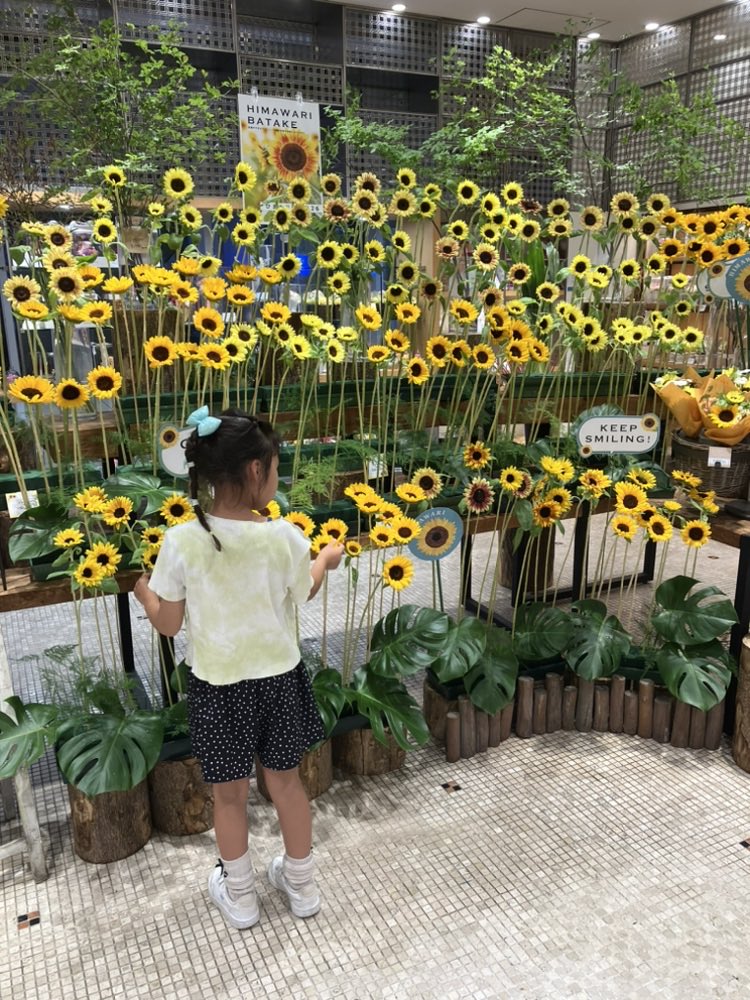 hibiyakadan's tweet photo. 渋谷ヒカリエ店でも本日までひまわり畑開催中🌻

涼しい店内でひまわりをお楽しみください🌻 https://t.co/1qcOr8Ay9Q