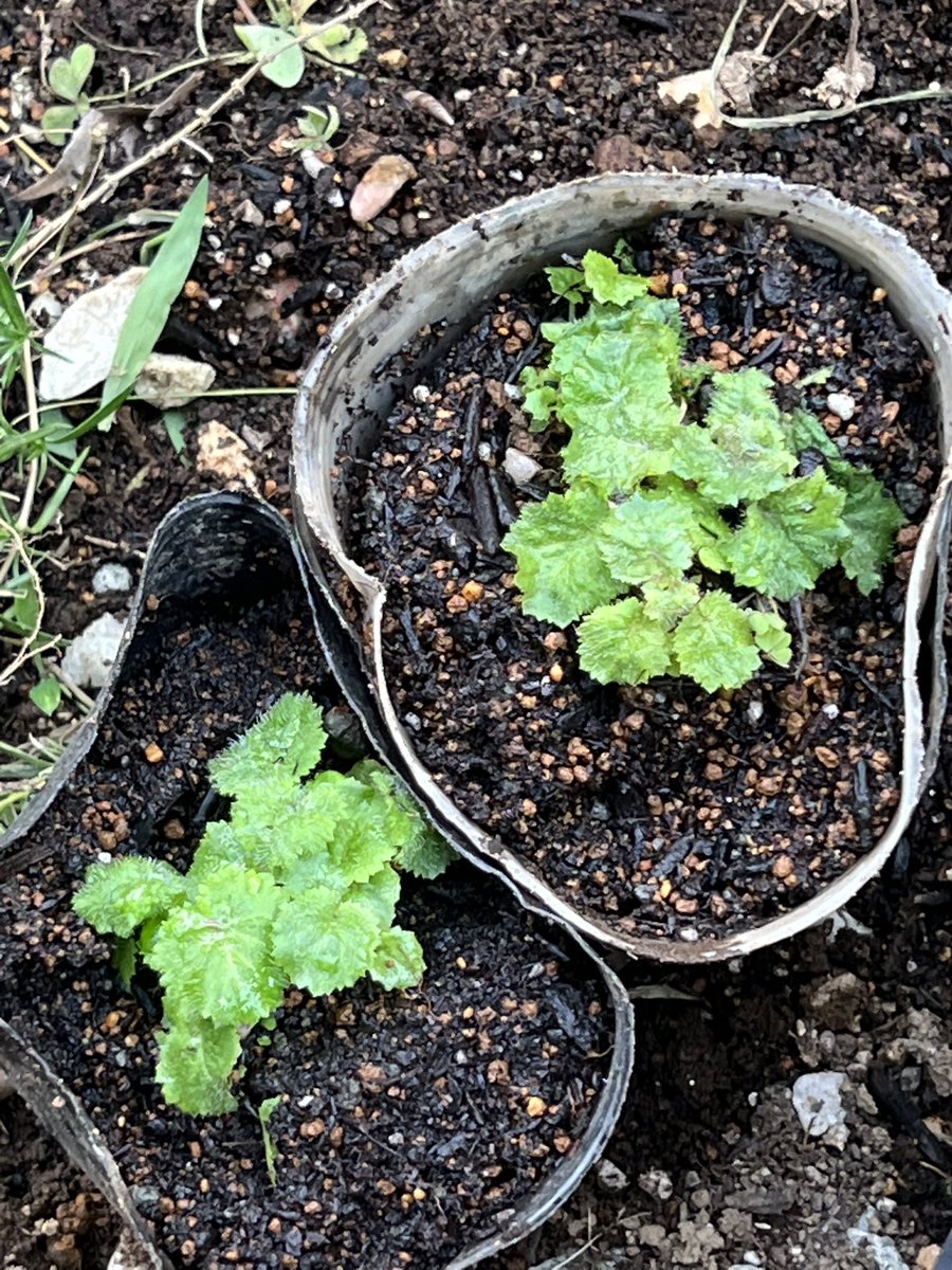 clipper1223's tweet photo. プリムラ・マラコイデス？
が密集して芽が出てたので
植え替えてみました https://t.co/RFlMK51sBP