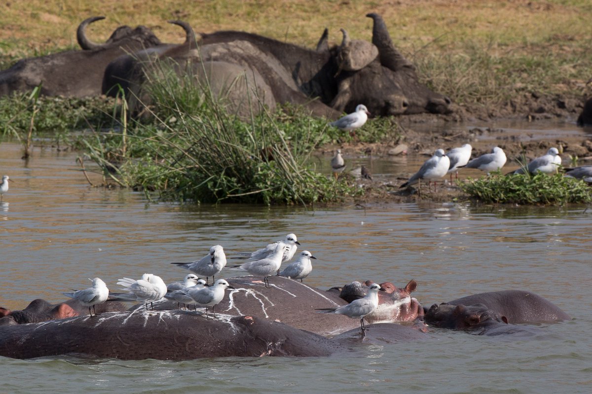 bespokeexcur's tweet photo. A peaceful moment where wildlife thrives together. 🦛🤍 Hippos offer a resting place while elegant gulls enjoy the calm waters—a beautiful glimpse into nature's harmony.
Discover unforgettable African safaris with us: https://t.co/6YtUFRjuL4
#WildlifePhotography #Hippos #Africa https://t.co/Eko1goyenG