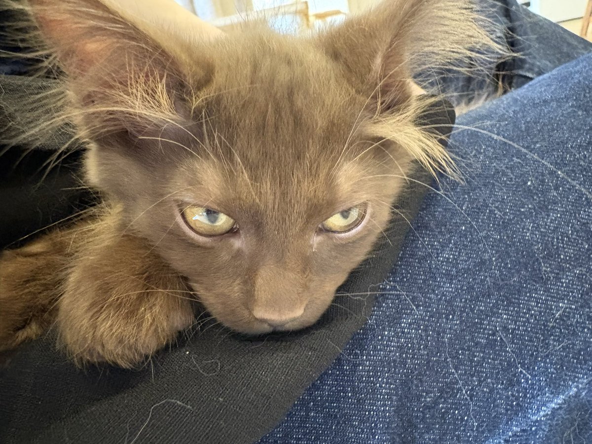 0425_si's tweet photo. 保護猫カフェ
1、2枚目のやんちゃ君と3、4枚目のおっとり君の兄弟、こんなに見た目似てるのに性格違いすぎて面白かった https://t.co/HwLXSq3DiV