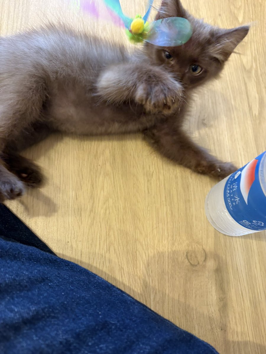 0425_si's tweet photo. 保護猫カフェ
1、2枚目のやんちゃ君と3、4枚目のおっとり君の兄弟、こんなに見た目似てるのに性格違いすぎて面白かった https://t.co/HwLXSq3DiV