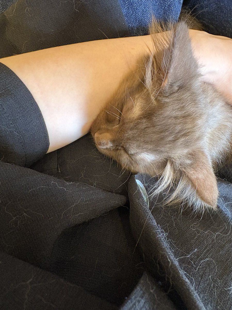 0425_si's tweet photo. 保護猫カフェ
1、2枚目のやんちゃ君と3、4枚目のおっとり君の兄弟、こんなに見た目似てるのに性格違いすぎて面白かった https://t.co/HwLXSq3DiV