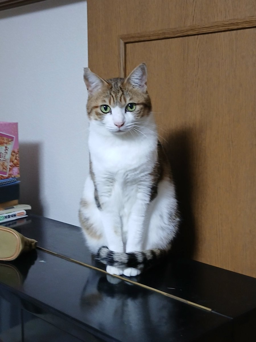 tdcykdmo's tweet photo. なんか猫さん貼りたくなってきた
写真撮ろうとすると嫌がるんだよねえ https://t.co/NYjF2PXQGy