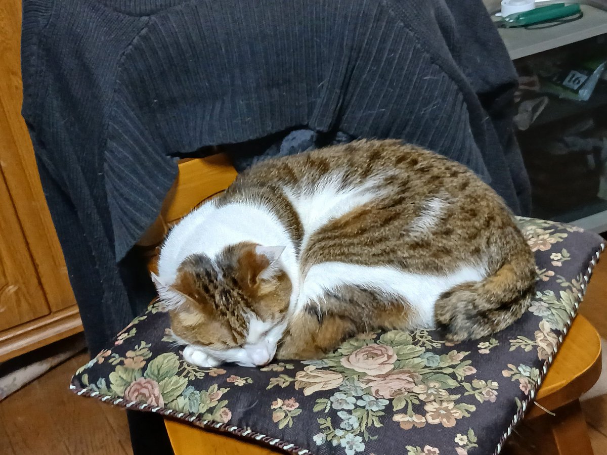 tdcykdmo's tweet photo. なんか猫さん貼りたくなってきた
写真撮ろうとすると嫌がるんだよねえ https://t.co/NYjF2PXQGy