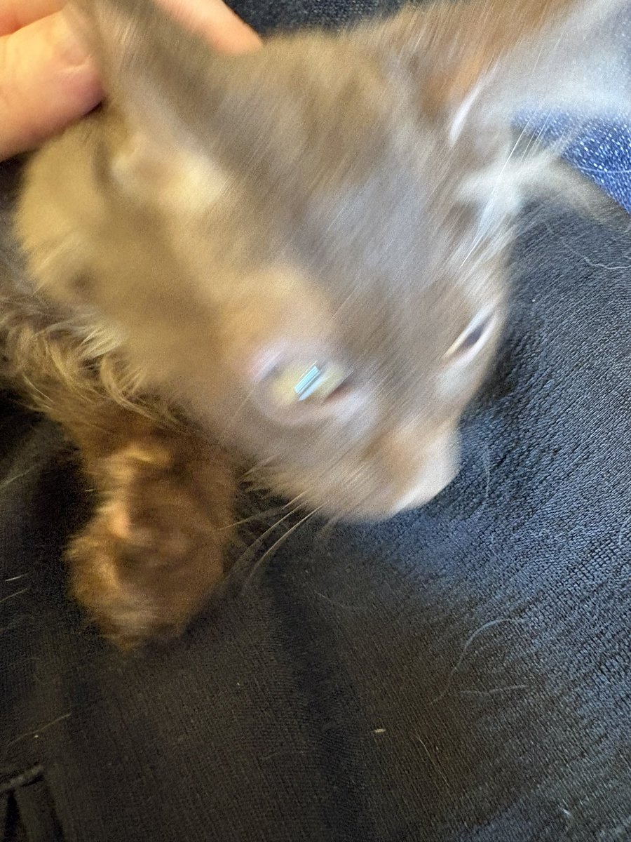 0425_si's tweet photo. お膝へっちゃらねこを堪能してきた  なんでこんな平気なんだ、うちの方はあんなに嫌がるのに https://t.co/0kWoeA82vF