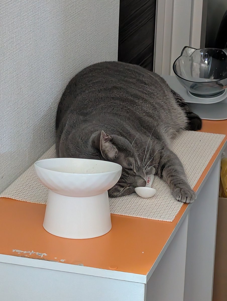 ネコ
