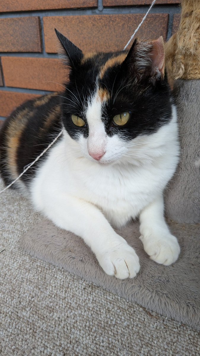 kenichiro_ts's tweet photo. 遠くまで来た
近くに貝料理は見当たらない
ケバブライスとねこの相手でバスを待つ https://t.co/BedJ744rkb