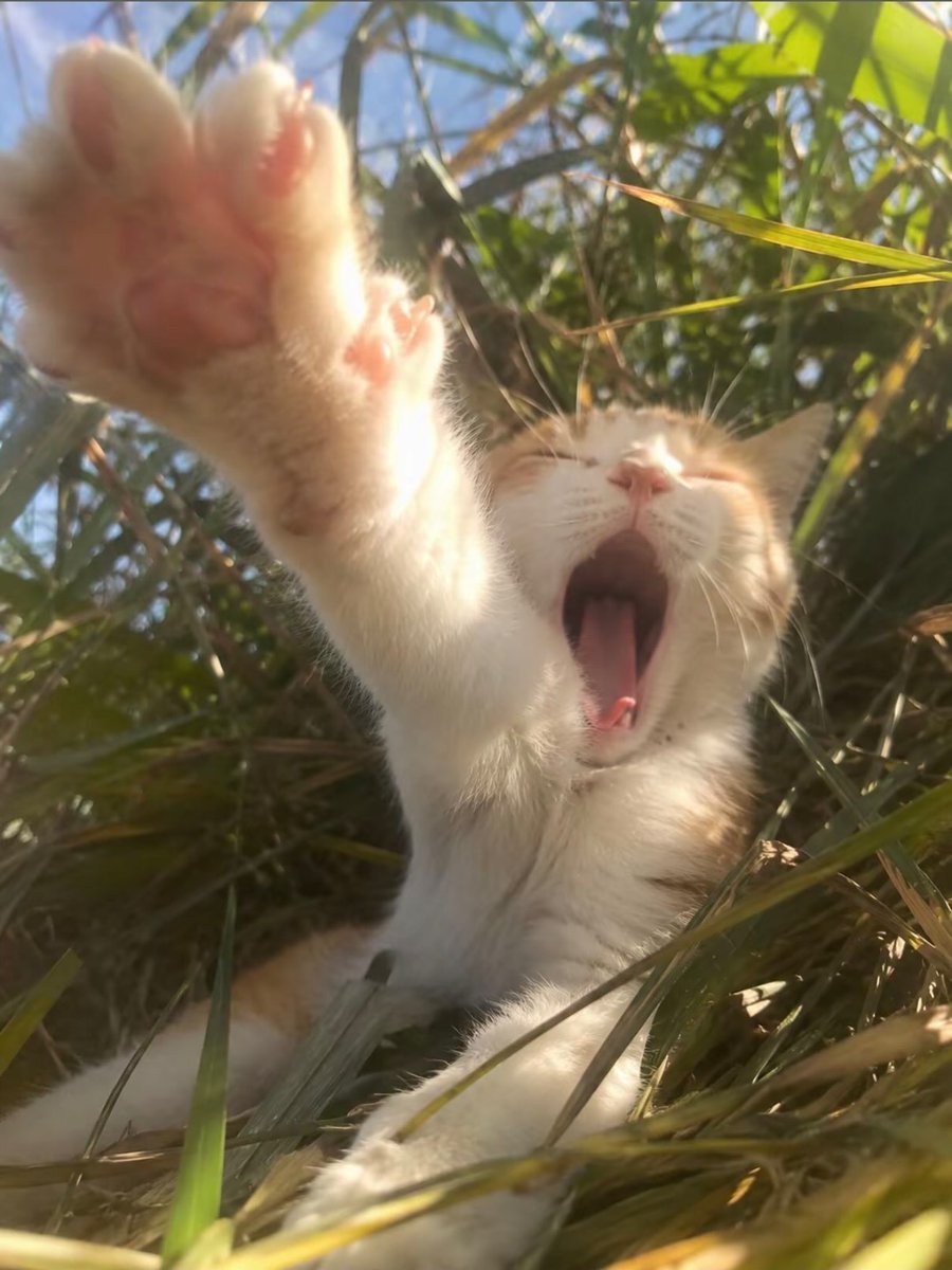 CattyHub tweet media