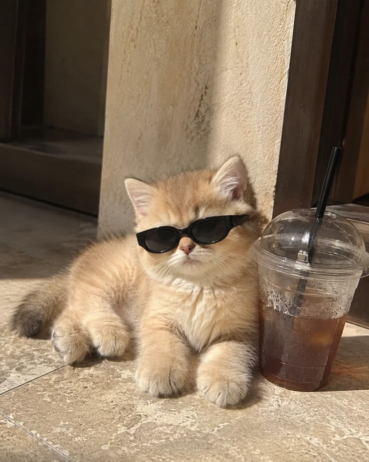 CattyHub tweet media