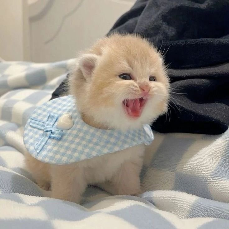 CattyHub tweet media