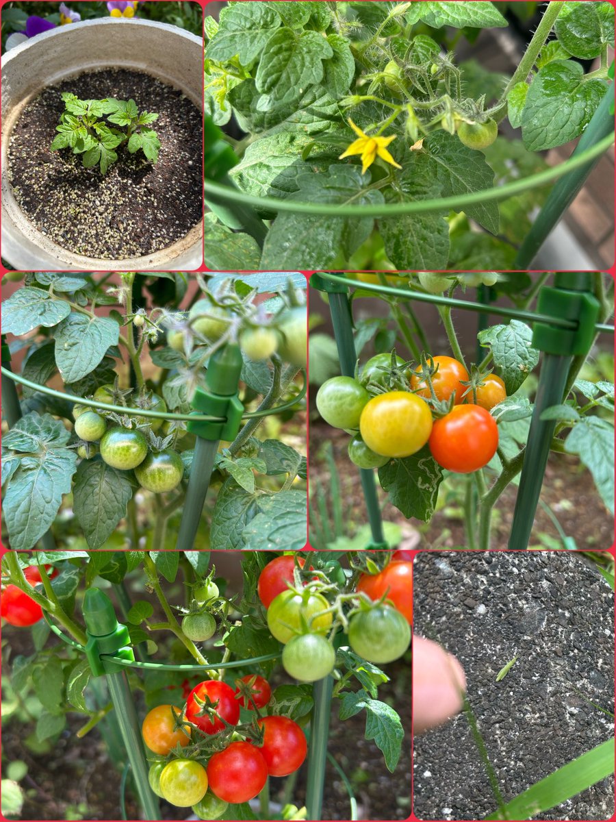 chie19437393's tweet photo. ミニトマトも少し収穫🍅
美味しいし楽しいねー♪
草むしりしてたら小さいバッタ😊 https://t.co/GJFIiqqpqM