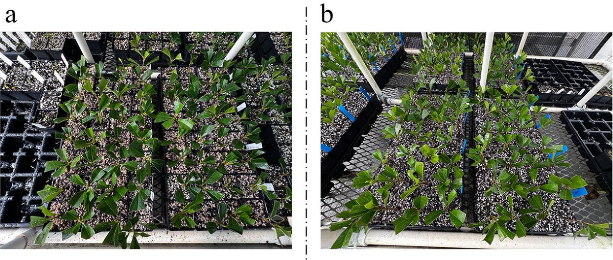 MaximumAcademic's tweet photo. #TIH
3100 mg/L IBA gel boosts rooting of Osmanthus semi-hardwood cuttings by up to 87.5%, outperforming other PGRs. Key for propagation.
@HortiPlant #Osmanthus #Propagation
Details: https://t.co/iDDQFpX95m https://t.co/OHnymgOCe2