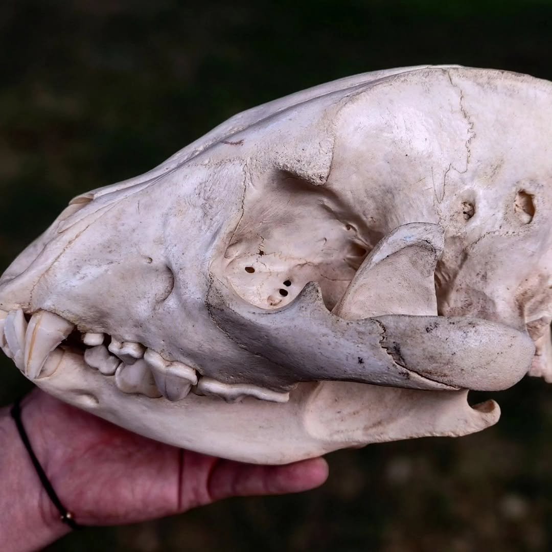 WilliamsJa60455's tweet photo. ——
Offering up this wonderful tiger skull 

A beautiful antique specimen, I believe it could have been part of a rug mount at some point.
Unfortunately the fangs are replica 

DM if interested https://t.co/DYuNCLn1HQ