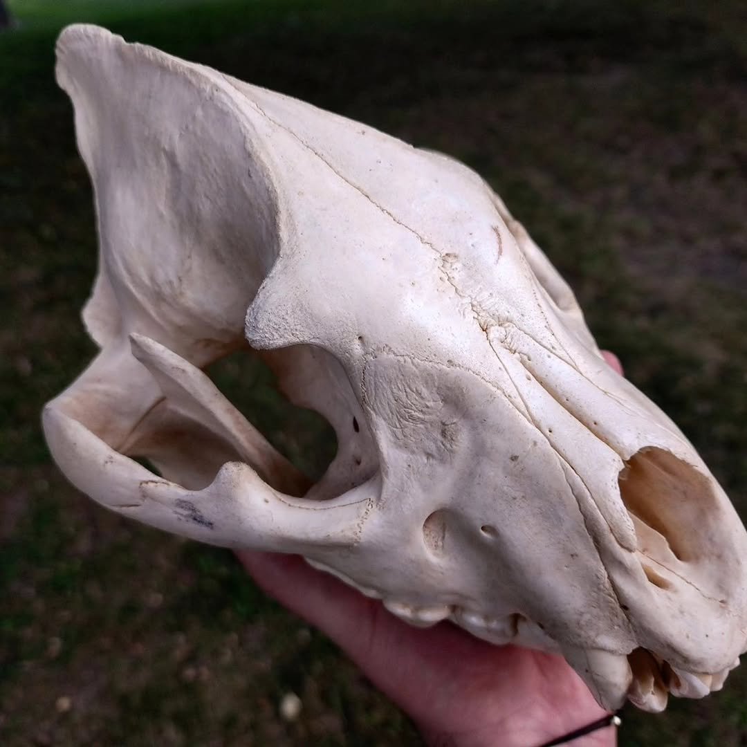 WilliamsJa60455's tweet photo. ——
Offering up this wonderful tiger skull 

A beautiful antique specimen, I believe it could have been part of a rug mount at some point.
Unfortunately the fangs are replica 

DM if interested https://t.co/DYuNCLn1HQ