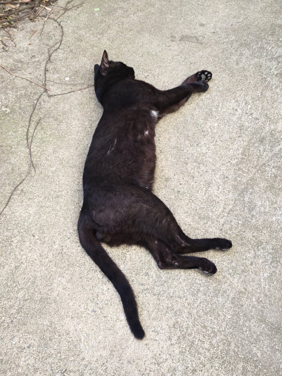 カン太♂😺 今日も 落ちてます