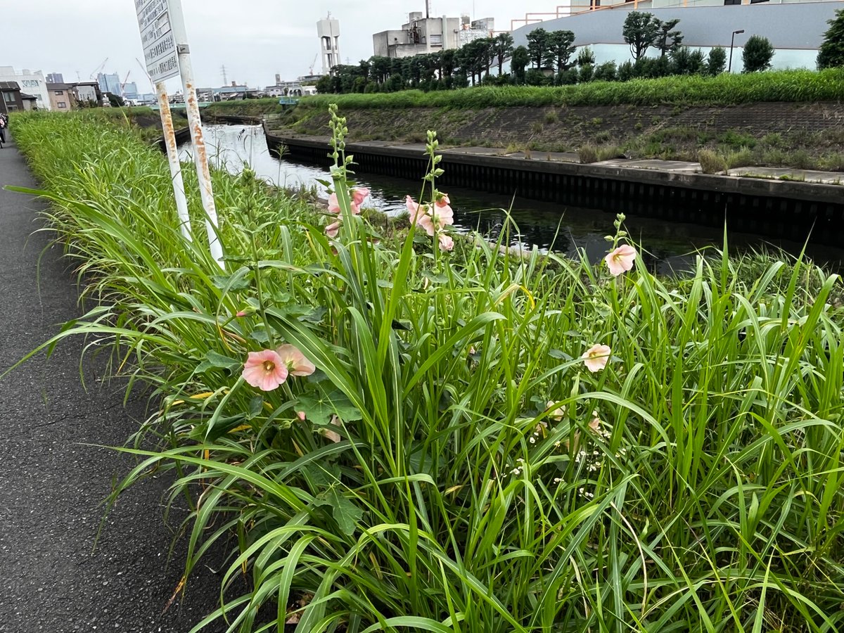hati_mitsu's tweet photo. 梅雨の曇り空の下、午前中に近所を一回り。
恩田川から鶴見川に入り、矢上川の合流点から上流へ遡り、日吉の辺りから裏道を通って緑産業道路経由で自宅方面へ。
しめて約40kmのコースでした。

梅雨明け前だというのに、連日30℃越え。
暑さ対策と雨対策が必要ですね🔥

#ロードバイク
#サイクリング https://t.co/awWqLFDQGx