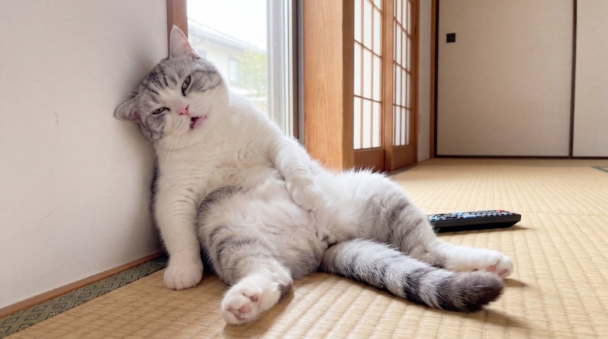basarafire's tweet photo. 4時間モフられ続けて放心状態 https://t.co/WuWok9tUPI
