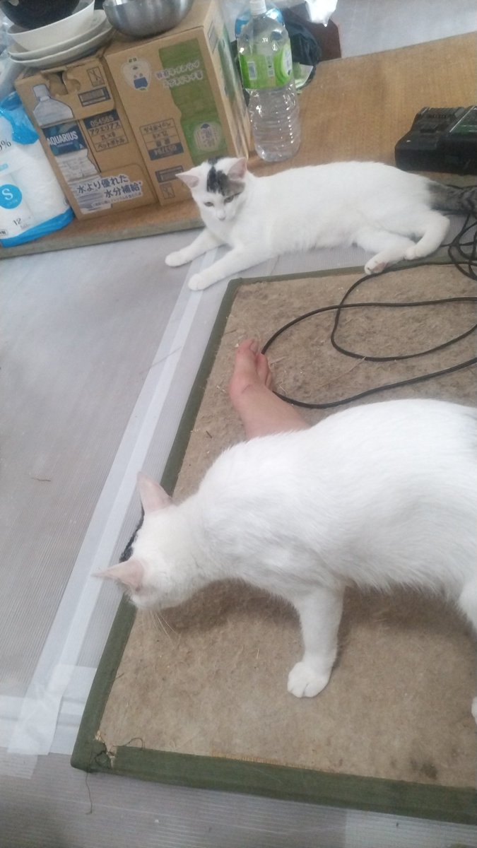 猫たちが寄ってきた😈✨