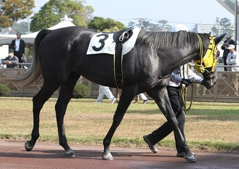 rikoouen's tweet photo. 競馬の楽しさを教えてください
皆様の回答楽しみにしてます
1番の理由をしりたいです

リプよろしくお願いします🙇

私は生き甲斐なんです

中央競馬
地方競馬
馬券
複勝
JRA
スポーツ
競技
金沢競馬
浦和競馬 https://t.co/U0l0blfEP2