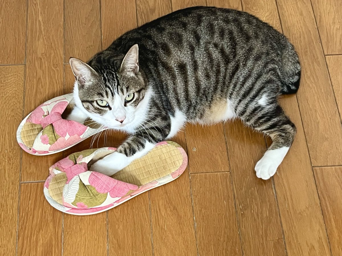 4289beth's tweet photo. 何故そちらが不満げなのか https://t.co/a0zzG4qFTm
