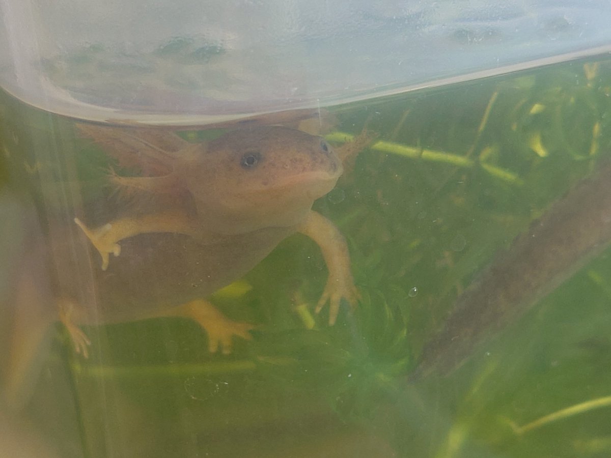 madara_2020's tweet photo. ガラス水槽で飼いたいけど、プラケがやっぱり楽 https://t.co/4VrCscHtdE