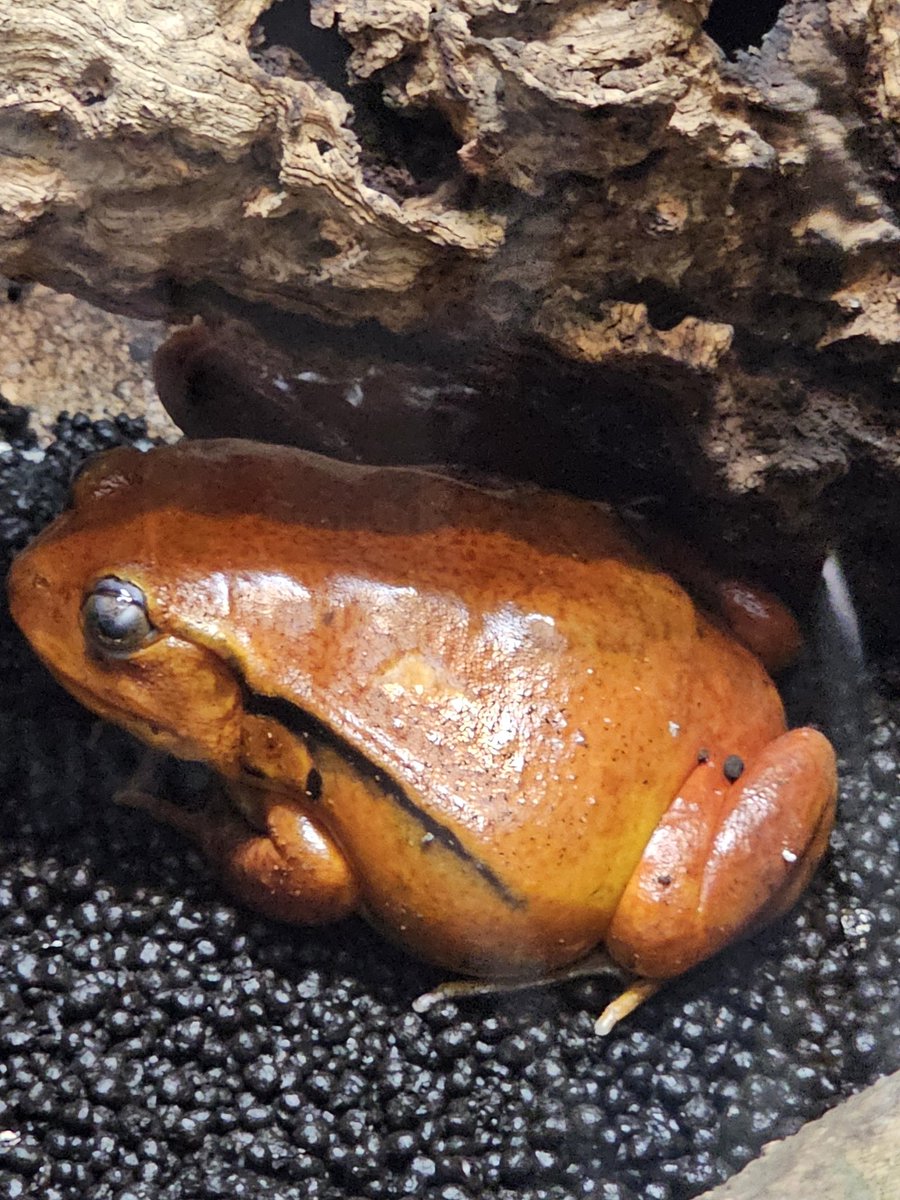 yRt65s's tweet photo. 🐸が好きな私にとって天国でした https://t.co/VYlXb0XbqX