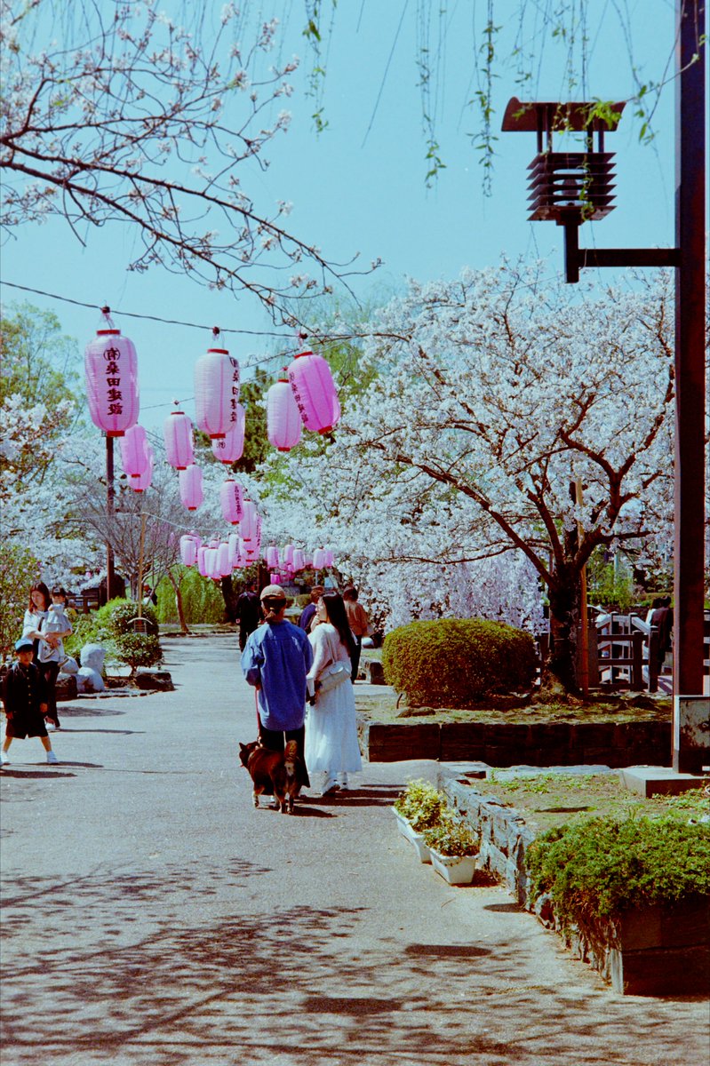 dolike_doraku's tweet photo. なんでもない写真2026年4月
Nothing in Particular Photos Apr,2026
使用フィルムと印画紙シミュレーションはALT参照。
#個人開発 #DavinciResolve #DCTL #ネガポジ反転 #minoltaSRT101 https://t.co/FP5US9l2Vc