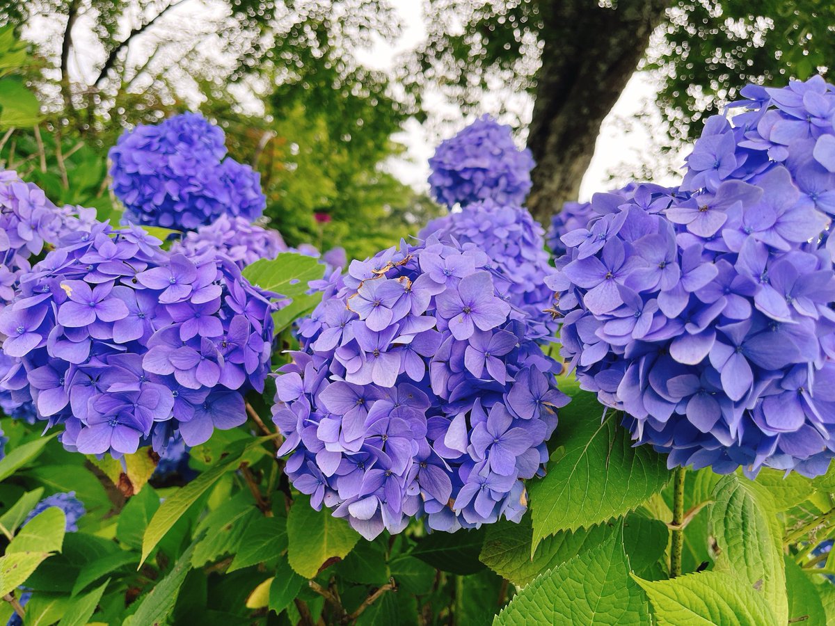 373_tmt's tweet photo. ❁✿✾🍦✾✿❁︎ https://t.co/ftKOrlxIUm