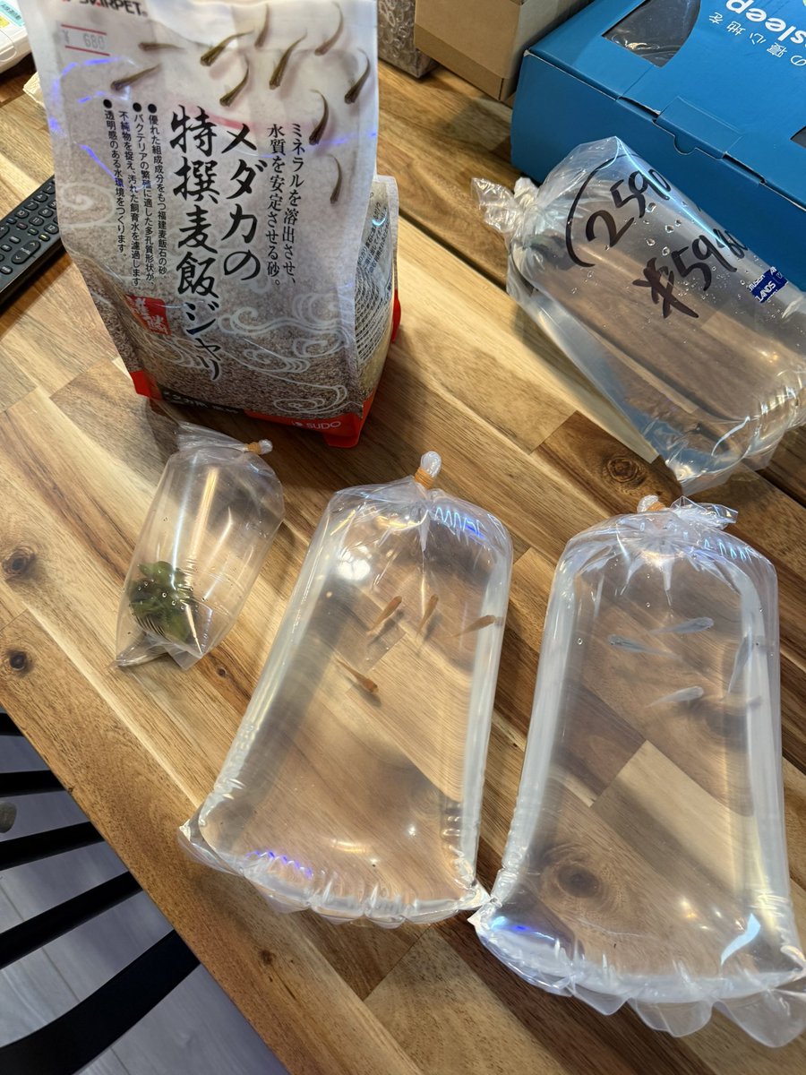 jamnyfish's tweet photo. プラカットブラックドラゴン

青メダカ4匹
オレンジメダカ4匹
アマゾンフロッグピット2房
メダカ低床

お迎え

メダカ容器綺麗にしてリセットしないと https://t.co/5hh8FlHUBA