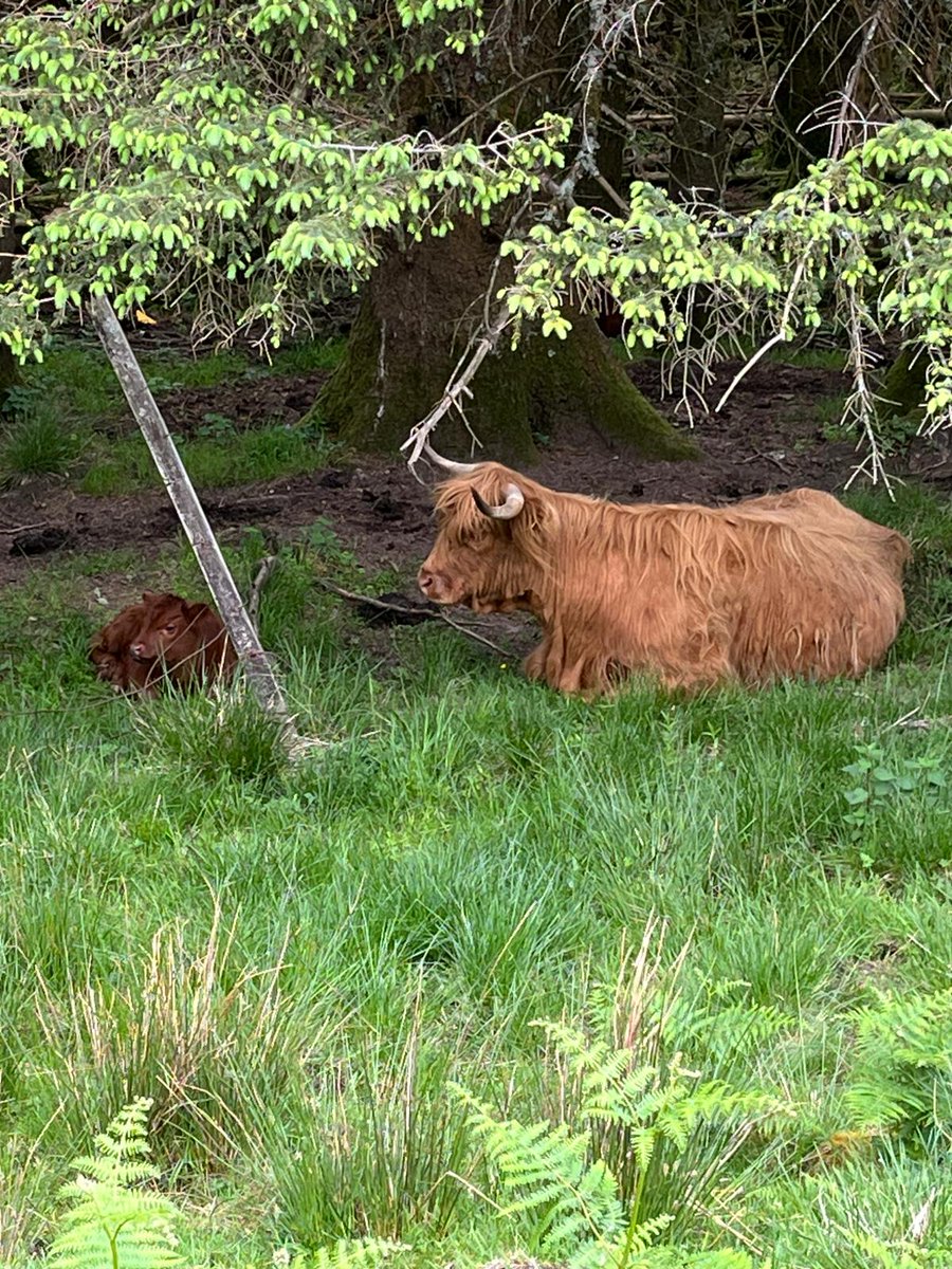 darton_k50435's tweet photo. Good mornung hope you have a peaceful Sunday #GOODMORNİNG #sunday #views #writingcommunity #cows #SundayReset https://t.co/iJc4yliYFw