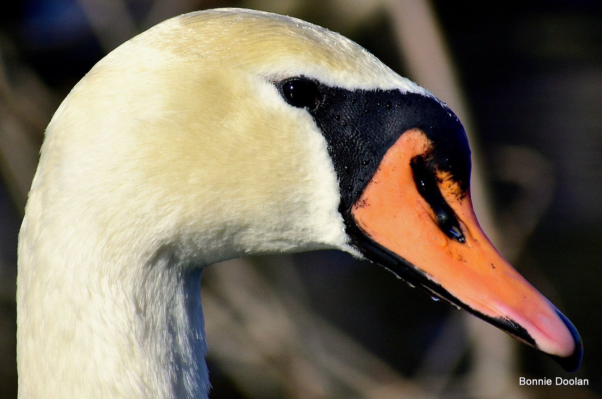 BonnieDool5t's tweet photo. A Mute Swan For #Swanday https://t.co/qjovRpJyWw