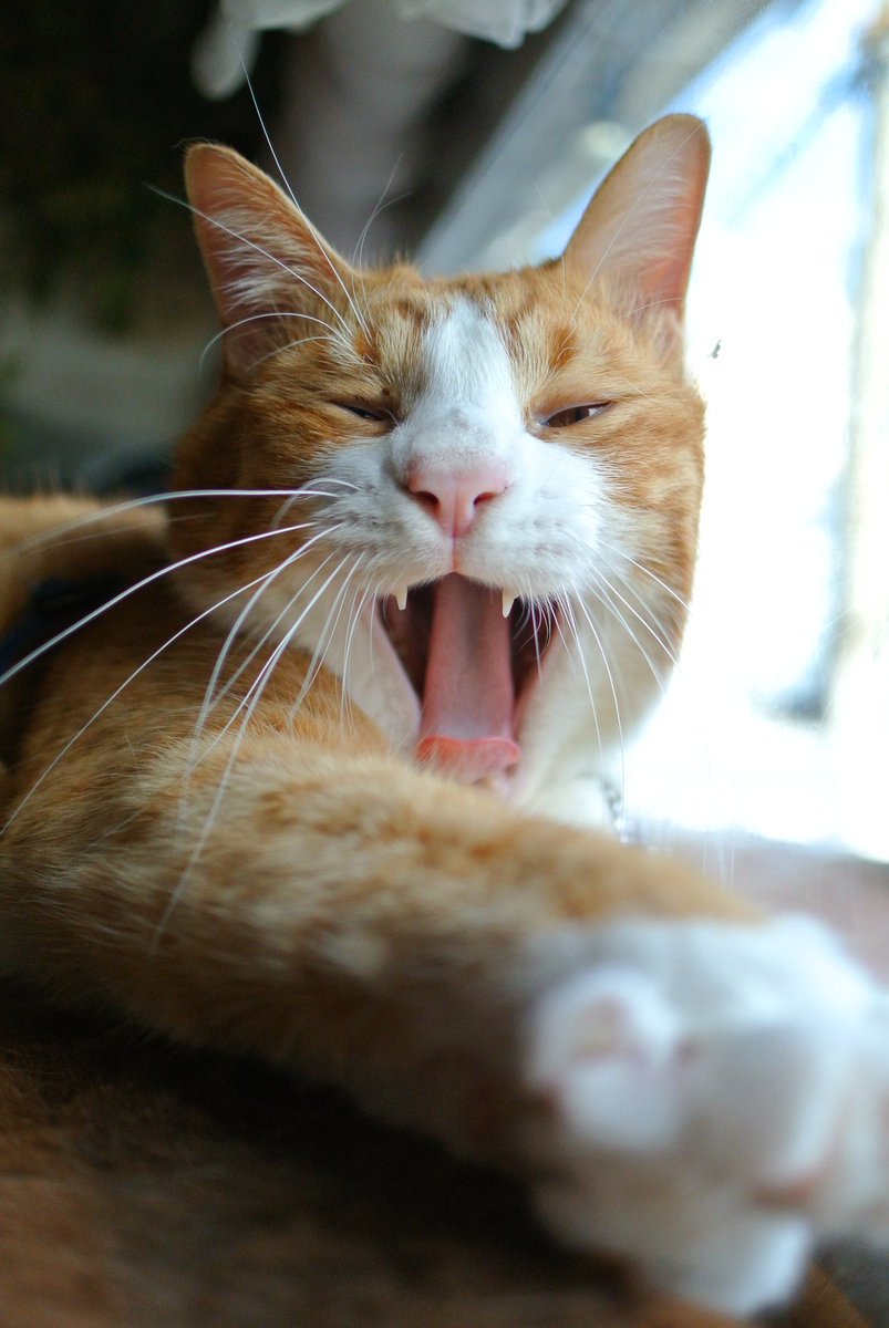 Lumix_Catcamera's tweet photo. コナンくん😼おはようございます✨
Nikon1 V1 18.5mm単焦点レンズ

#猫 #CatsOfX #Nikon #nikonzf 
#ファインダー越しの猫の世界 https://t.co/t3AFf6N1VE