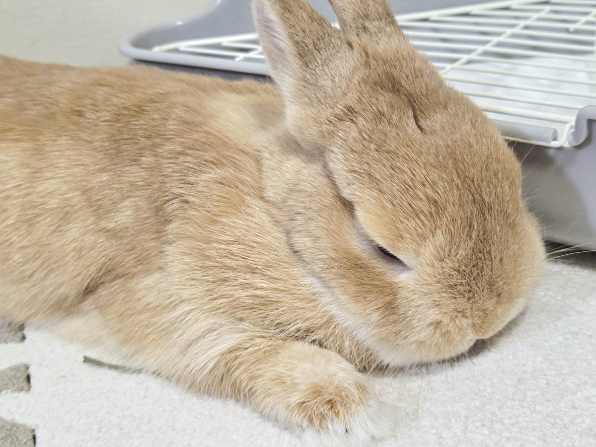 KawaeeCOCO's tweet photo. ココはお留守番
家族はポケモンGOで忙しいんだって
 #うさぎ  #うさぎがいる暮らし https://t.co/PnxZjV2j0b