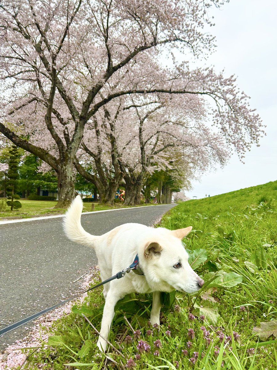 chihi_1224's tweet photo. 【緊急】白い犬(薄茶のブチ模様あり)を探しています。宮城県美里町付近で昨夜、自宅から逃げてしまいました。青い首輪とリードをつけています。老犬で雨も降り続いているので心配です😥もし見かけた方いましたら、情報お願いします🙏
#迷子犬
#宮城県美里町　
#涌谷町　
#大崎市
#拡散希望 https://t.co/zqhda4hlp1