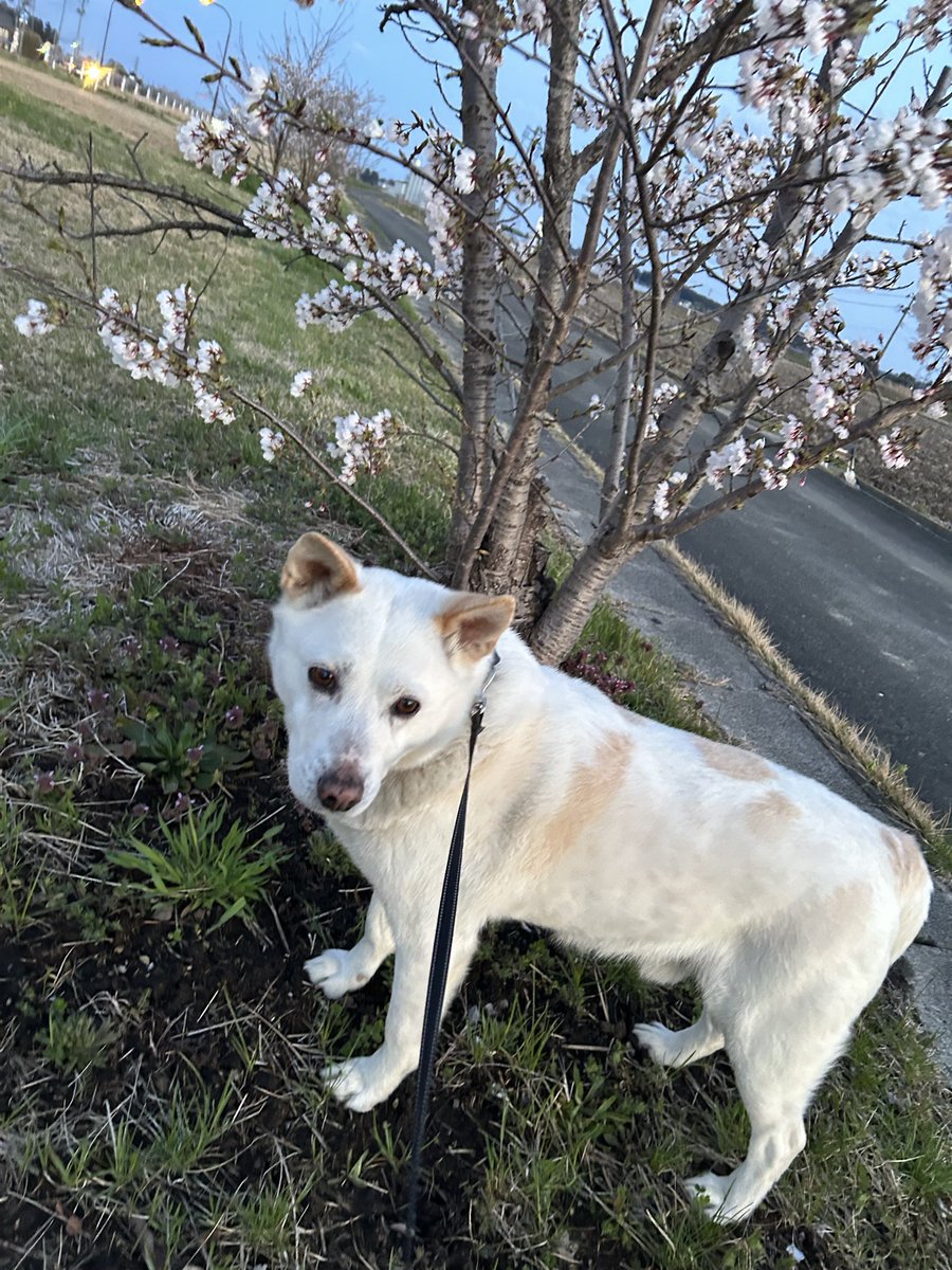 chihi_1224's tweet photo. 【緊急】白い犬(薄茶のブチ模様あり)を探しています。宮城県美里町付近で昨夜、自宅から逃げてしまいました。青い首輪とリードをつけています。老犬で雨も降り続いているので心配です😥もし見かけた方いましたら、情報お願いします🙏
#迷子犬
#宮城県美里町　
#涌谷町　
#大崎市
#拡散希望 https://t.co/zqhda4hlp1