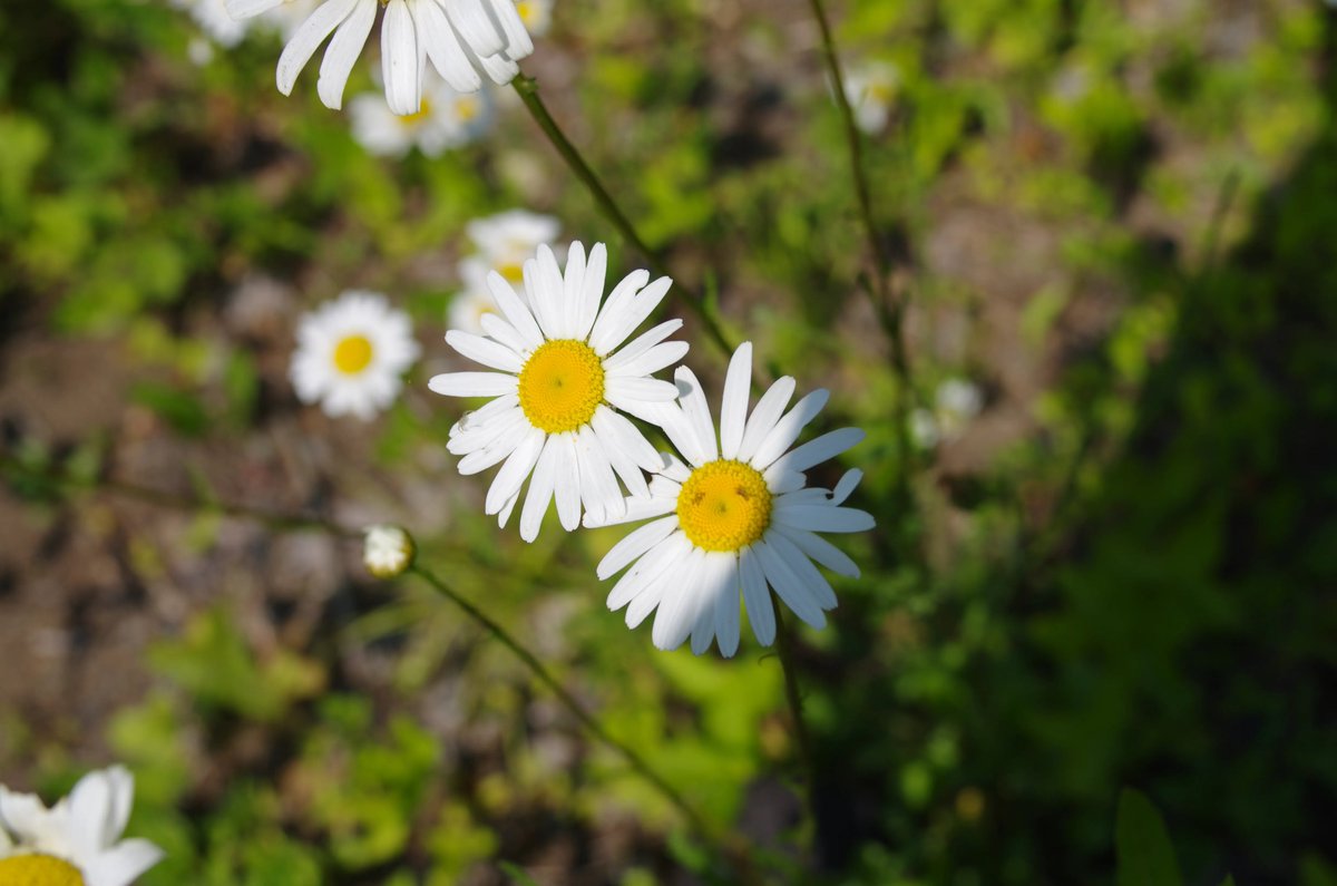 nya_extra's tweet photo. 花ちょっと笑ってねぇ？フラッと訪れるにはちょっと体力が要るかも知れないが、なんせタダなので。でも周りになにかあるかっていうとそれまぁはい、あまり。 https://t.co/WiztdrPKDz