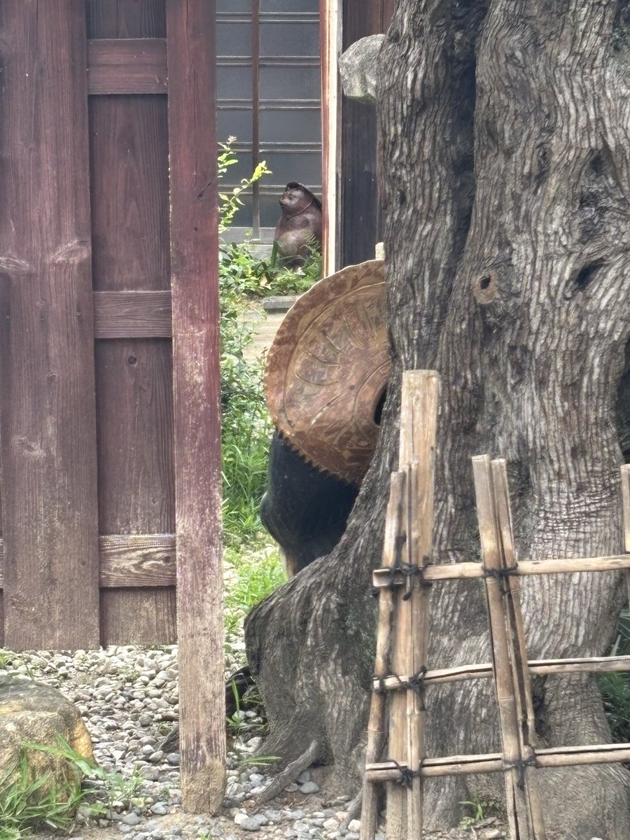 常滑焼の狸様が！ 信楽も手前に。 #街角狸