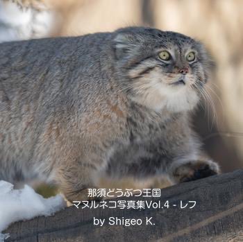 Shigeo_K3's tweet photo. 那須どうぶつ王国マヌルネコ写真集Vol.1〜4を先程、王国に発送しました。
2016年から2025年に六十数回通って撮った写真をもう一度全て見直して、イイと思った写真を選んで新しい写真集を4冊作成しました。選ぶのは簡単でしたが、外すのに苦労しました。以前の写真集にも載せた写真も何枚かありますが、新しい写真も多く掲載しました。これまでの写真集と同じA5スクエアサイズですが、印刷はプライム印刷でより一層綺麗になりました。もう会えないボル、ポリーとレフの姿を4冊の写真に残したいと思います。
楽しんでいただけたら嬉しいです。
#マヌルネコ
#マヌルネコ写真集
#那須どうぶつ王国