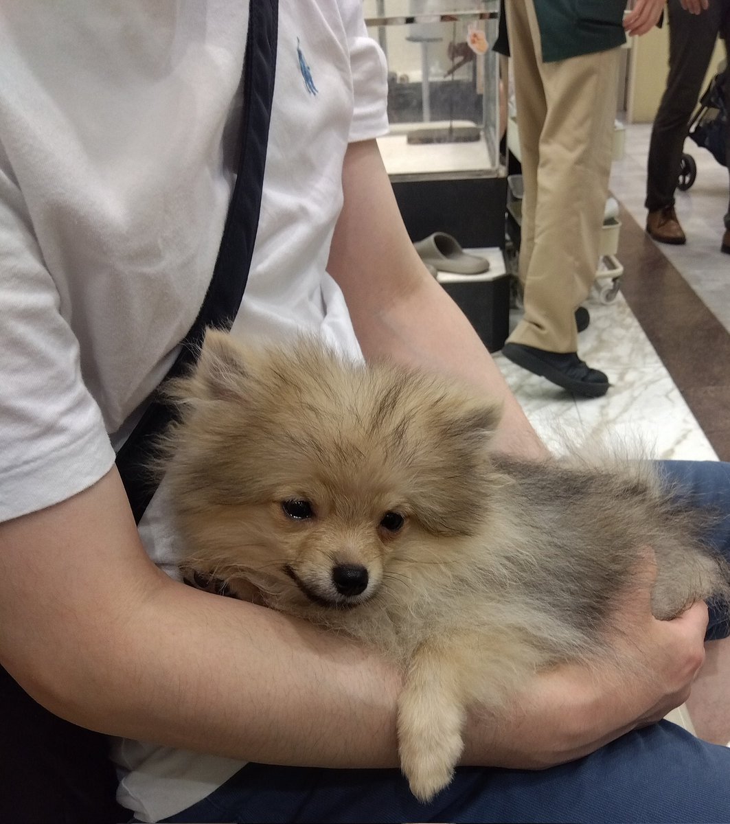 kaosuke4's tweet photo. 猿期可愛すぎたので
うちの子になってもらうことになりました🥺❤️

可愛すぎる🥺❤️❤️❤️ https://t.co/NrgBfx4VY5