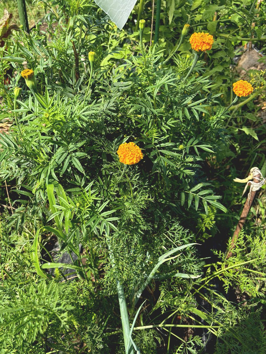 lsucculent's tweet photo. 例の巨大化マリーゴールドも咲いた🌼
うちの胸くらいまで背丈ある https://t.co/Jkv93ddfCG