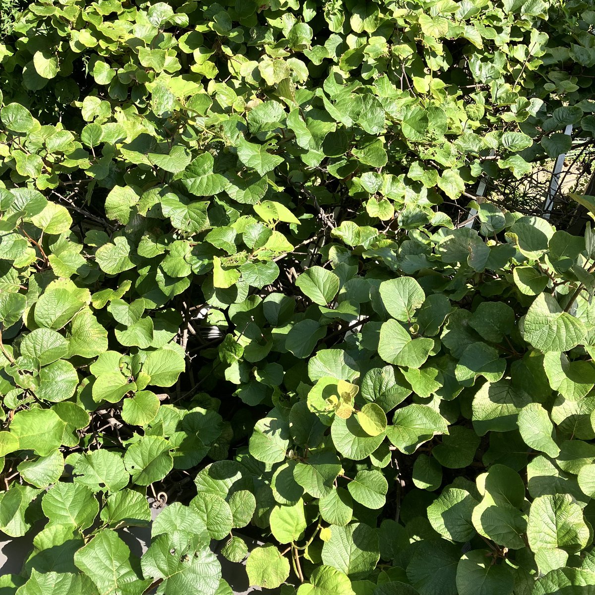 Kiwi jungle 🥝🥝🥝 #kiwi #backyard #キウイ