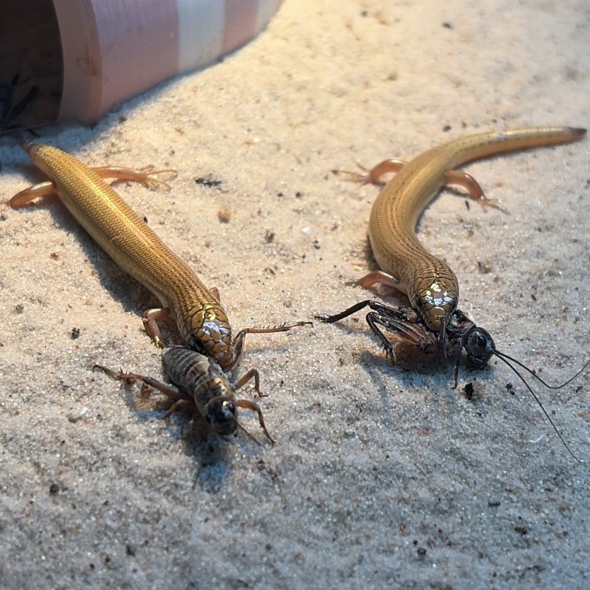 sasakiF_H's tweet photo. 一つの餌を奪い合うより1匹ずつ捕まえた方が早いことに気付いたカラカネトカゲ https://t.co/3GZFujJrLa