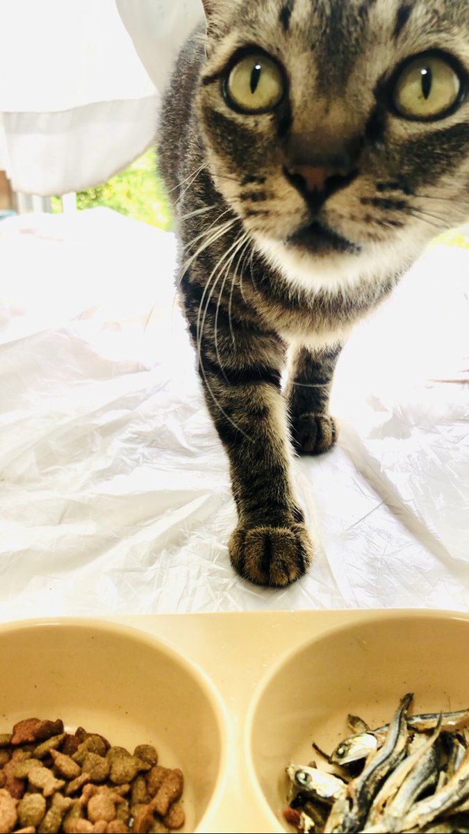 SuitableRider's tweet photo. こんにちは😆
からの #にゃんこ先生 のおやつターイム😺
速報！
にゃんこ先生、今日もおやつ時にやって来て、いつも通りの不法侵入で余裕を見せるも偶然落ちた物音に驚き、慌てて逃げようとした際にビニールに足を滑らせて転けた恥ずかしい瞬間をカメラに撮られてしまう😌👍
合掌、テキトーライダー、 https://t.co/A5rnk7uVRX