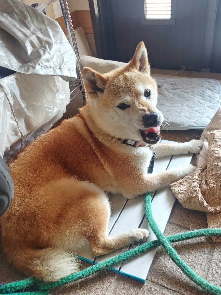 uoxtuchi's tweet photo. 数日前に購入したひんやりすのこ、ようやく使ってくれました🙌
すごい顔ですが歯についたおやつを取ろうとモチャモチャしているだけです😂
#柴犬 #柴犬との暮らし #シニア犬 #senior #dog #shiba https://t.co/YUG5bMlAWz
