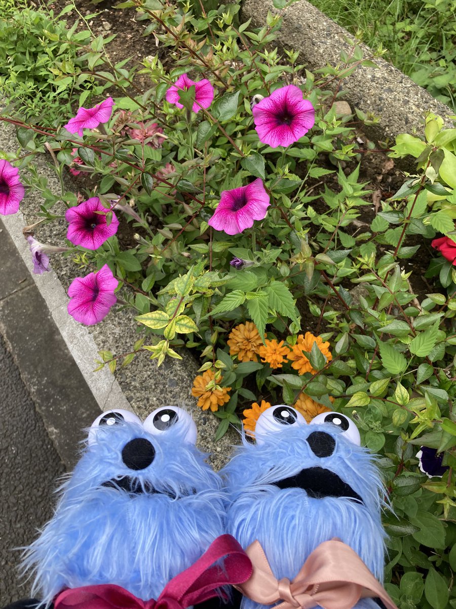 suzukihanayuko's tweet photo. 教会の玄関側と反対側にも大きなお庭があって、可愛いお花がいっぱいです🌸
#パペットスンスン
#スンスンのいる生活
#スンスンとたのしい毎日
#スンスンのお花散歩
#nskk https://t.co/PUEmzOIOCU