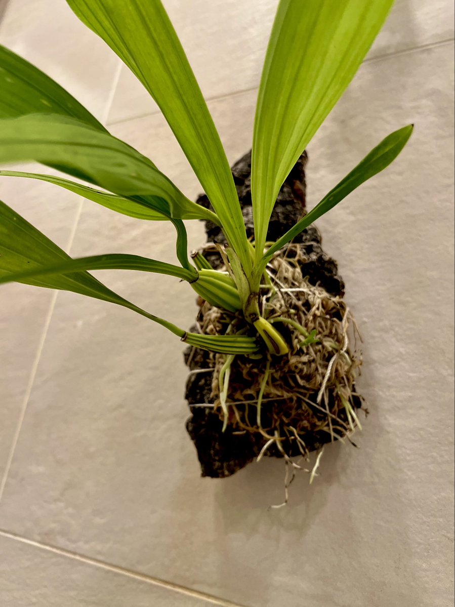 imolab23's tweet photo. 標本即売会でシタバチ標本をget！！
彼らのオスは繁殖のためにバケツランの花の匂いを集めて香水を作ると言われています。我が家のバケツランも咲いて欲しいな〜 https://t.co/B97c9OciQJ