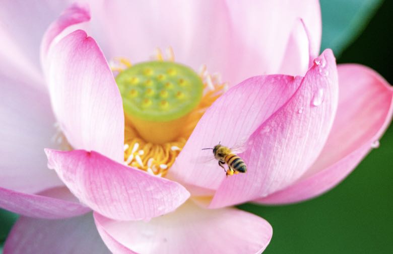 HenanPlus's tweet photo. 🪷 #Henan Is Blooming!
Lotus flowers are opening across Henan, turning #summer days into a #beautiful scene of #nature and art. From peaceful #lotus ponds to creative #floral designs, every #bloom shows the charm of the season.
Share your #flower moments with us! 🌸 https://t.co/ZsLasQuSK8