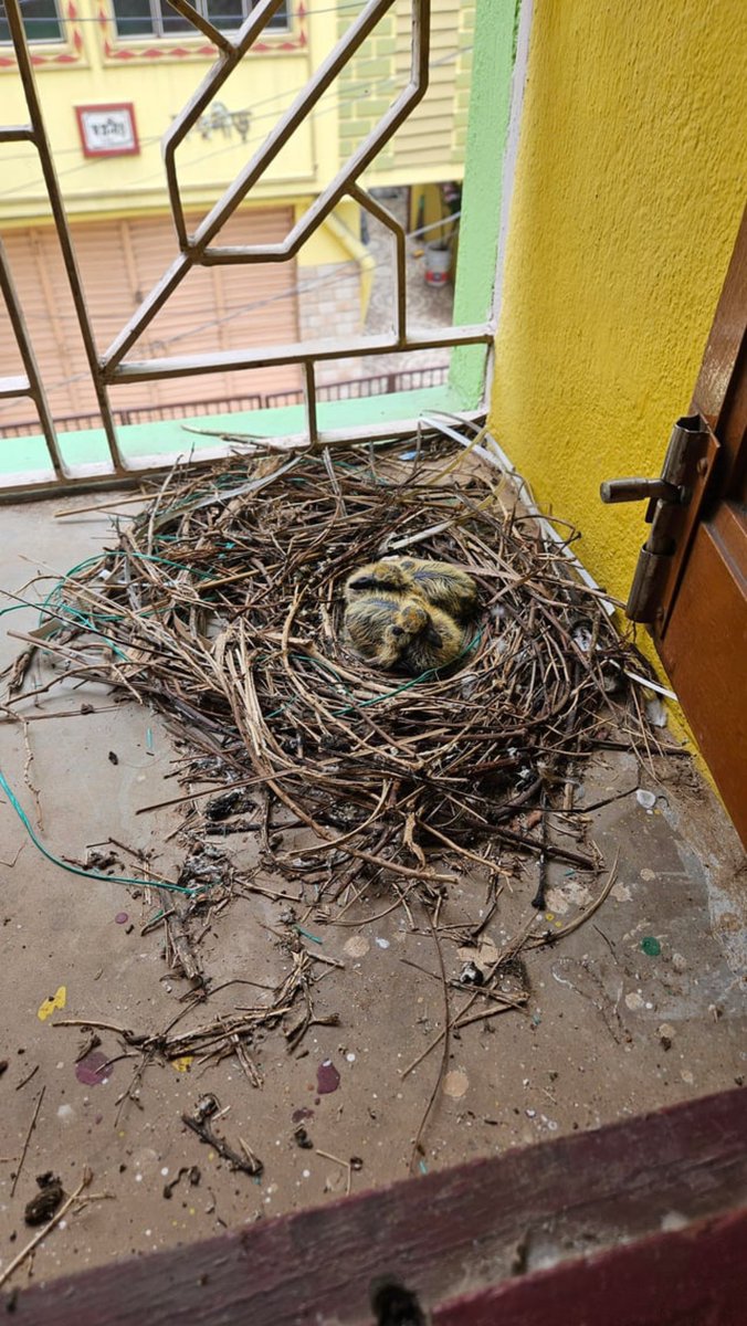 desti_hano7's tweet photo. I came home after 3 months and found these two on my window what kind of bird baby is this? https://t.co/muGuv4bfoH