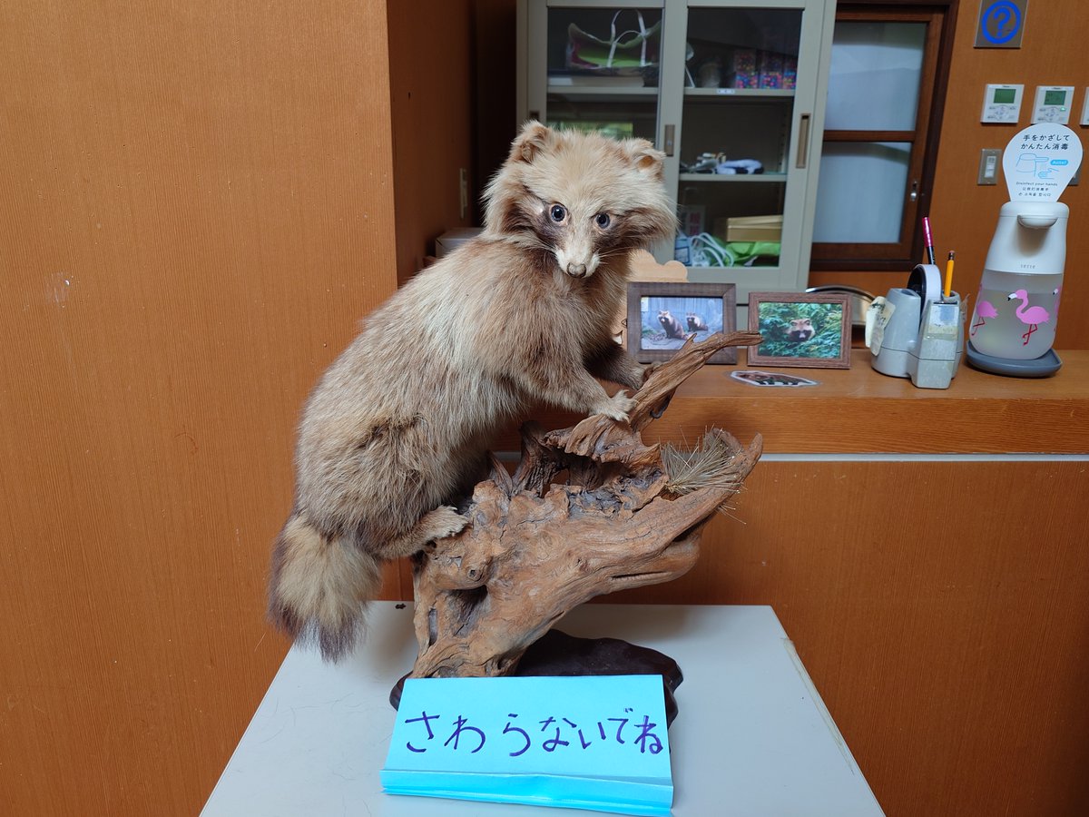 他の方のポストでも触れられていましたが，動物園センターの中のタヌキ